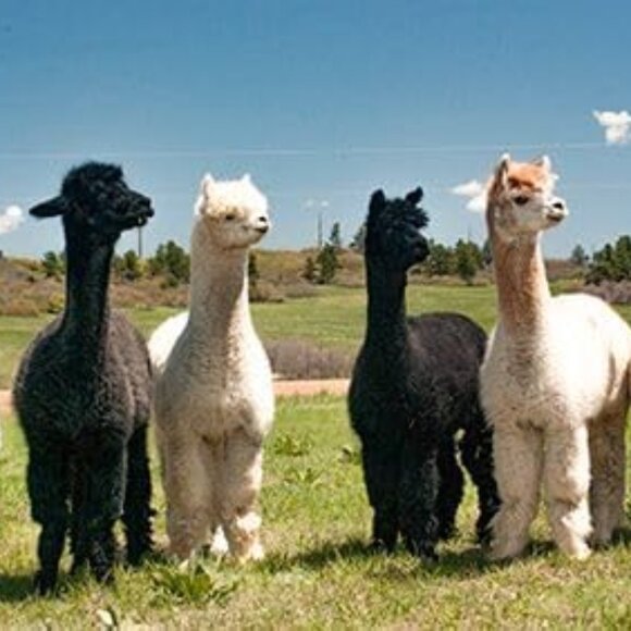 100% Baby Alpaca Brushed Handcrafted Scarf Unisex Warm and Soft NWT - Picture 6 of 6